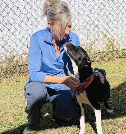 Linda $85 Fostered, Adoptable, Adult Female Pit Bull Terrier & Mixed Breed.