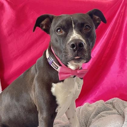 Enlarge Linda $85 Fostered, a Adoptable mixed breed in Seneca, SC image 2/4