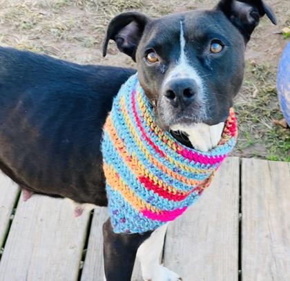 Enlarge Linda $85 Fostered, a Adoptable mixed breed in Seneca, SC image 2/3