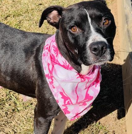 Enlarge Linda $85 Fostered, a Adoptable mixed breed in Seneca, SC image 3/3