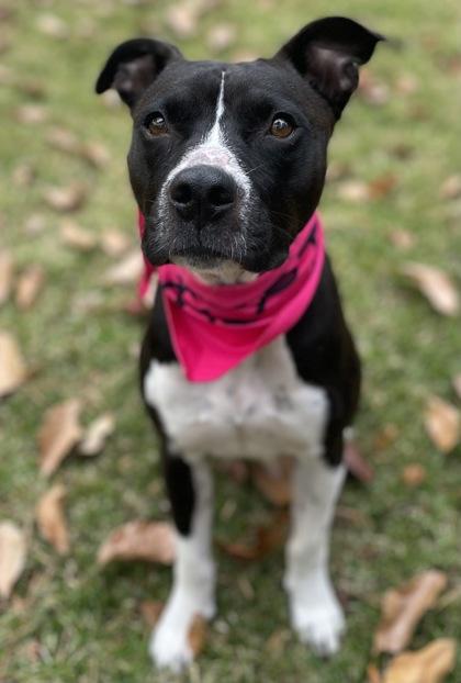 Enlarge Linda $85 Fostered, a Adoptable mixed breed in Seneca, SC image 3/4