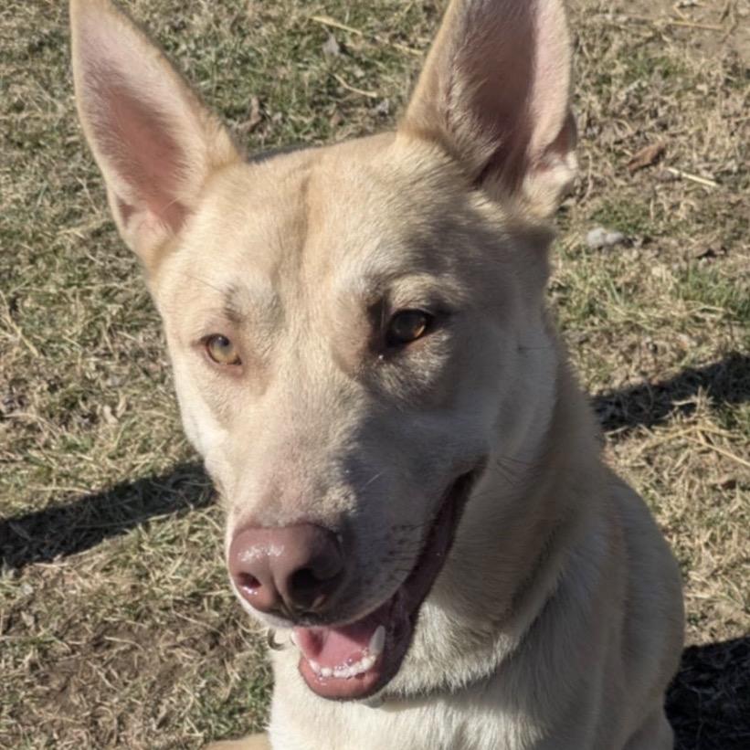 Luka, a Adoptable Mixed Breed in Jeffersonville, IN image 1/2