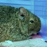 Enlarge Ronda, an adopted Degu in Lansing, MI image 1/1