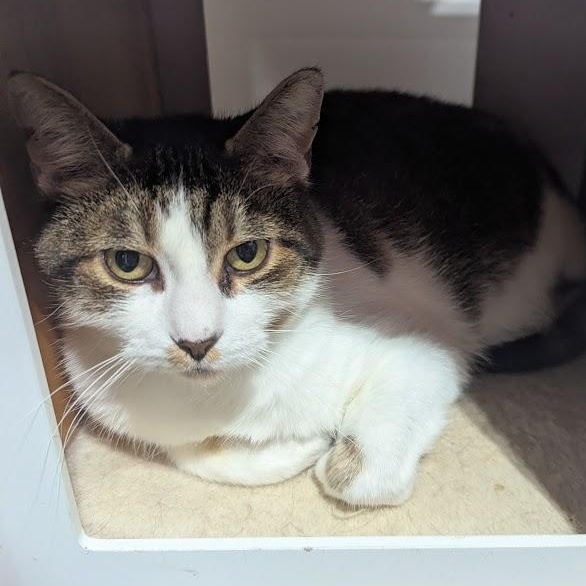 Charlie Brown, Adoptable, Senior Male American Shorthair.