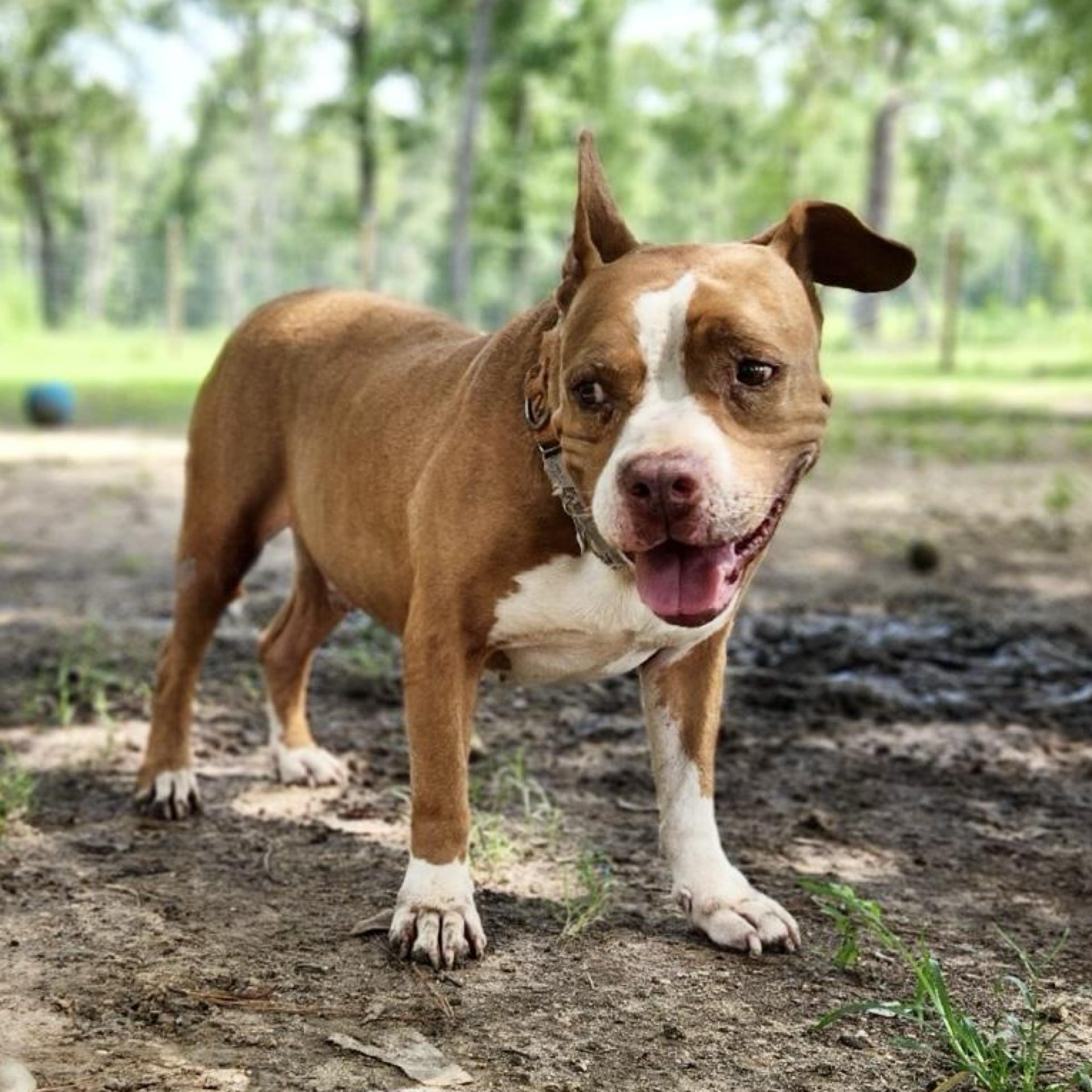 Tyson — thumbnail 3