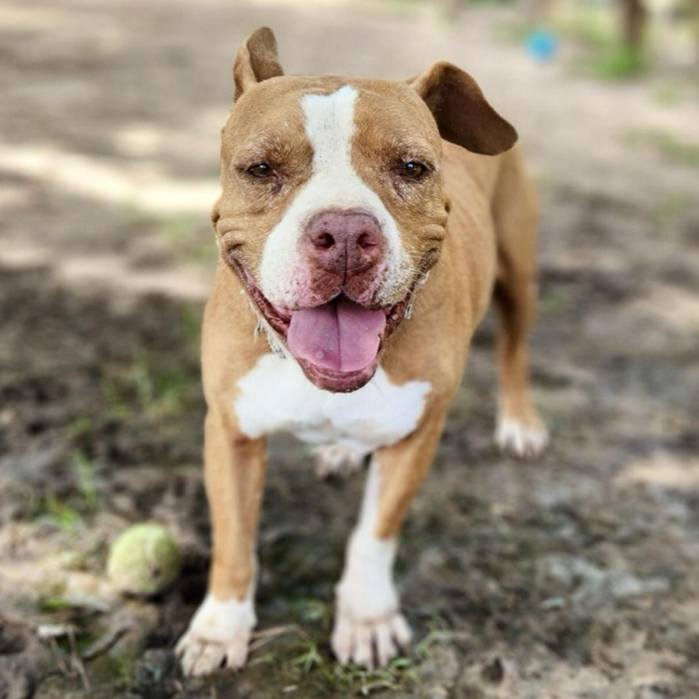 Tyson — thumbnail 4