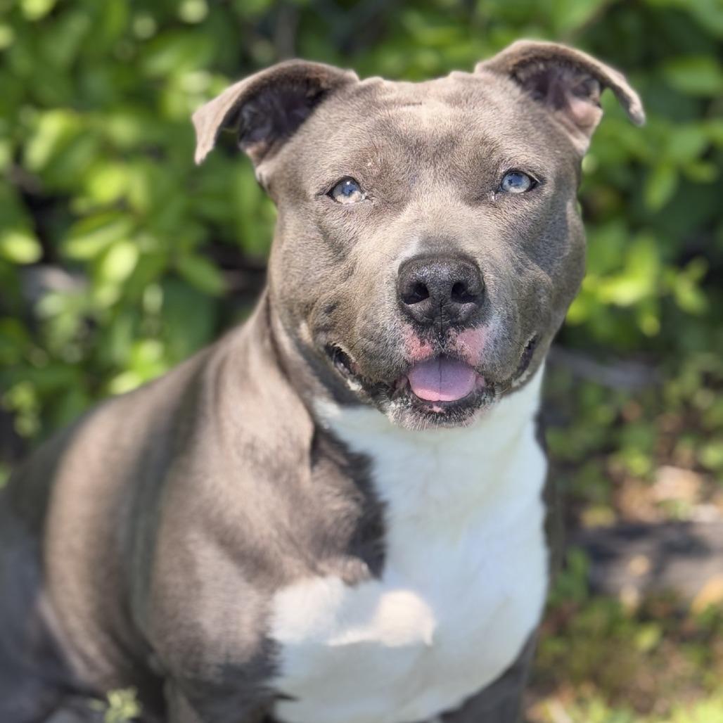Diamond, Adoptable, Adult Female Pit Bull Terrier.