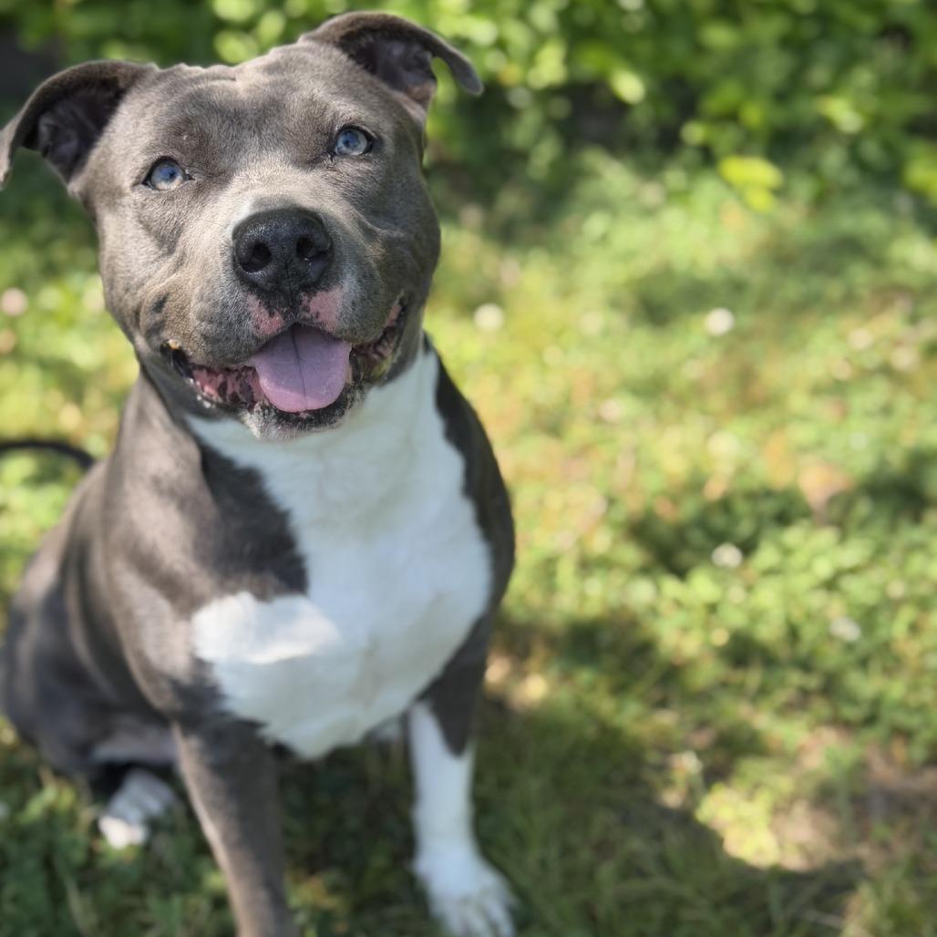 Enlarge Diamond, a Adoptable Pit Bull Terrier in Ridgely, MD image 2/6