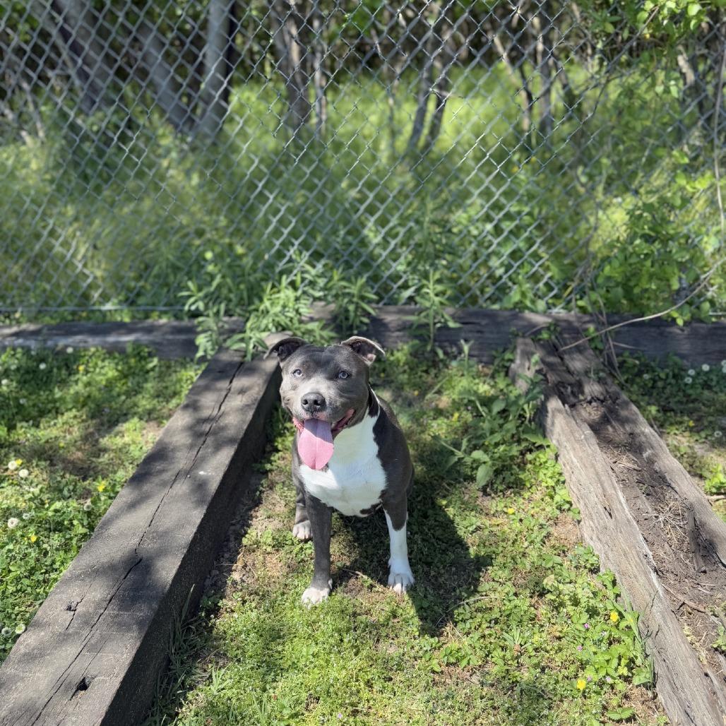 Enlarge Diamond, a Adoptable Pit Bull Terrier in Ridgely, MD image 3/6