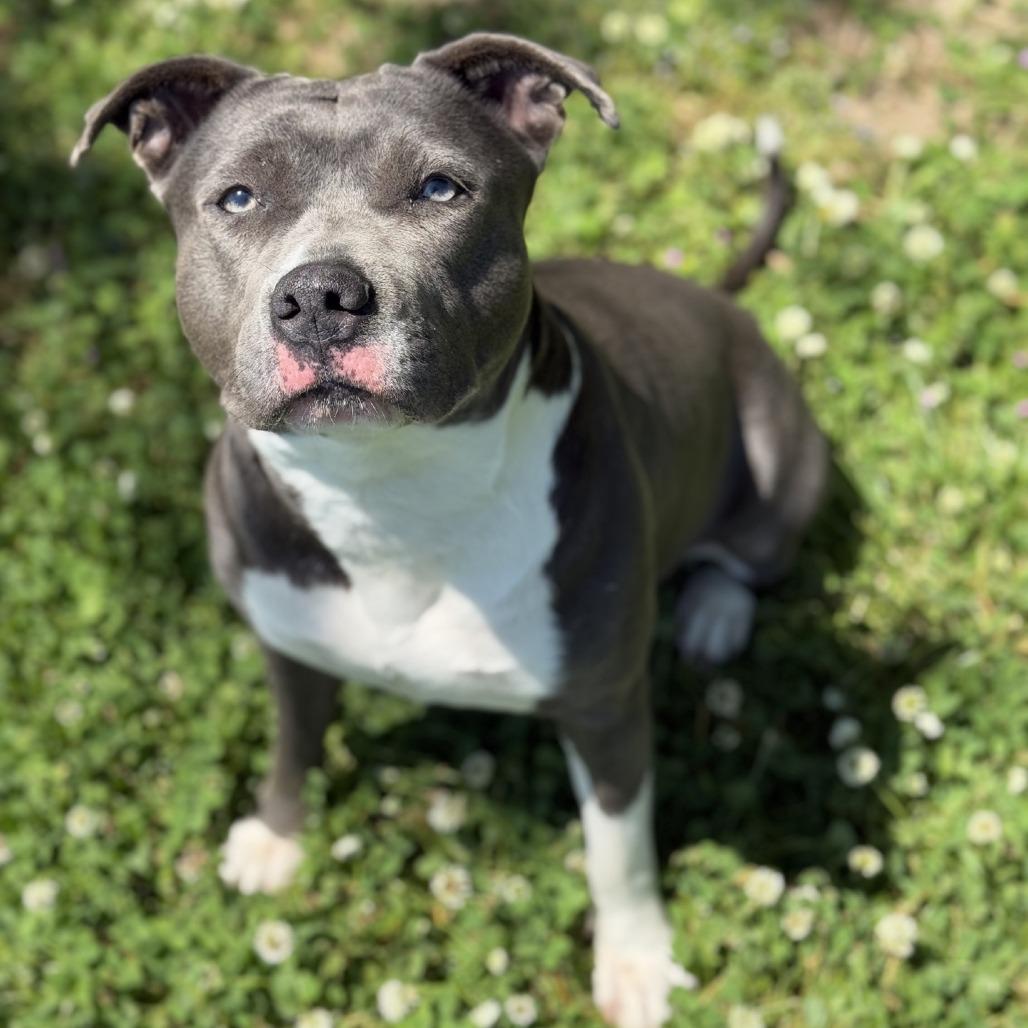 Enlarge Diamond, a Adoptable Pit Bull Terrier in Ridgely, MD image 4/6