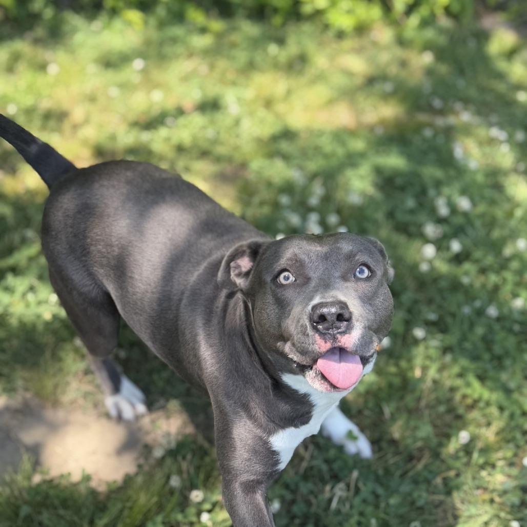 Enlarge Diamond, a Adoptable Pit Bull Terrier in Ridgely, MD image 5/6