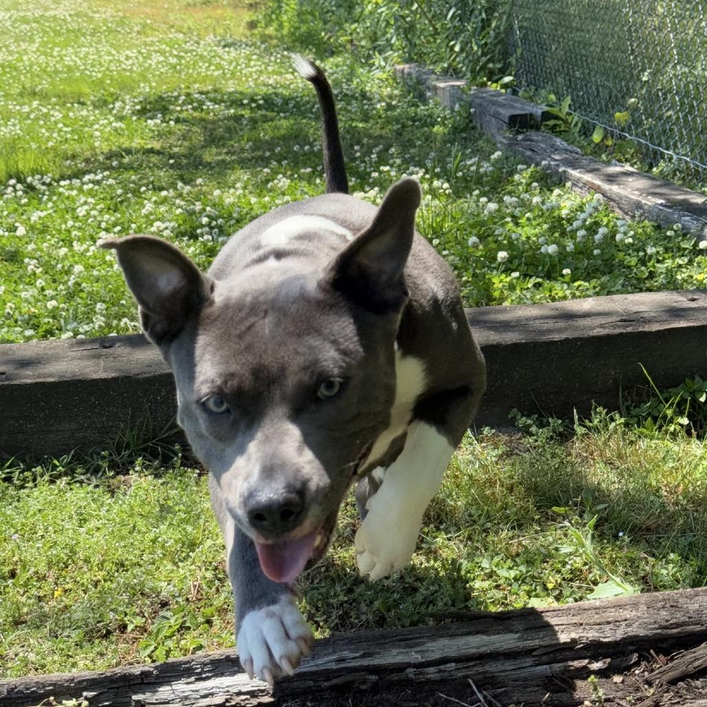 Enlarge Diamond, a Adoptable Pit Bull Terrier in Ridgely, MD image 6/6