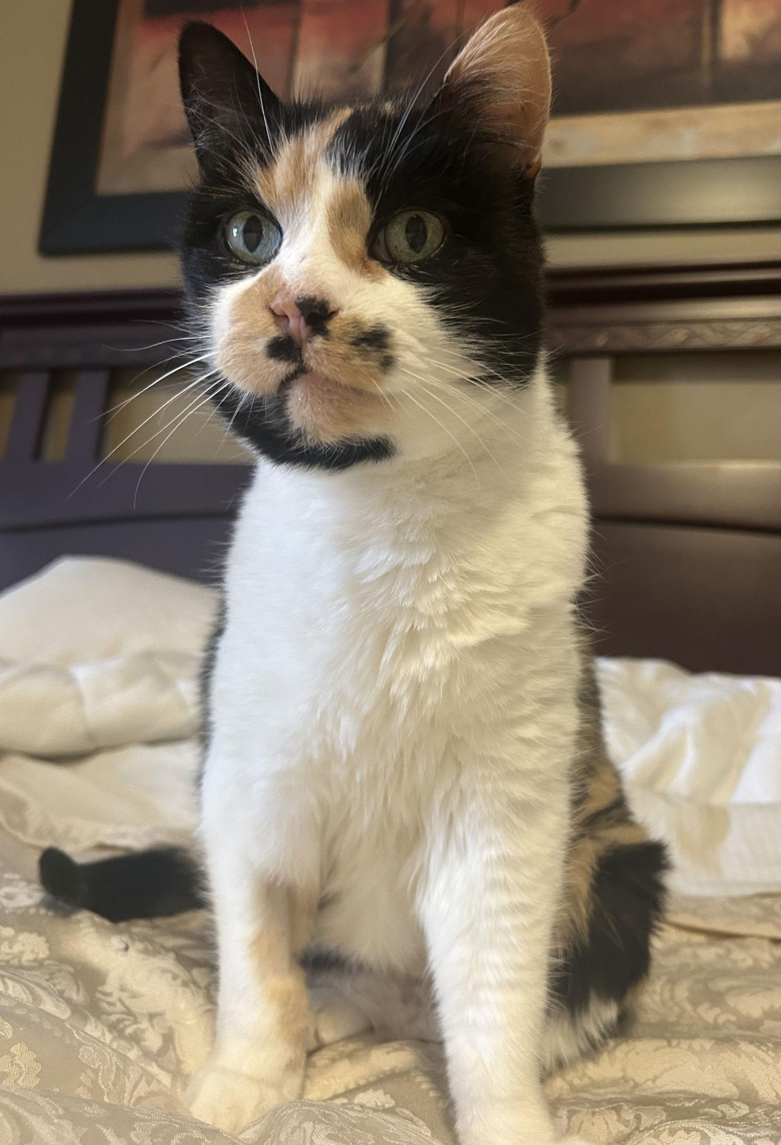 Enlarge Destiny, a Adoptable Domestic Short Hair in Orleans, ON image 1/3