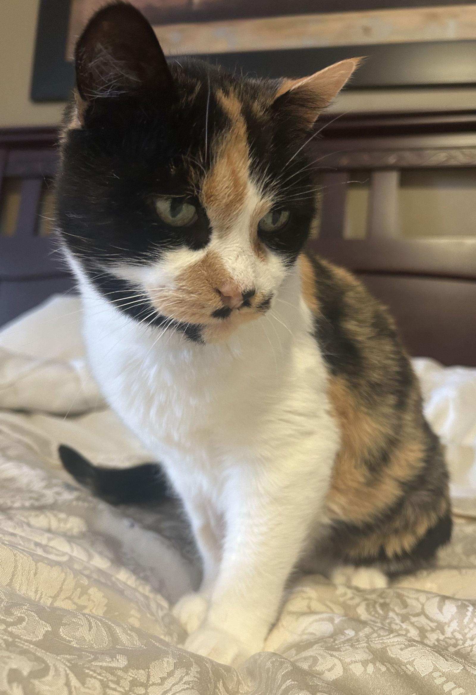 Enlarge Destiny, a Adoptable Domestic Short Hair in Orleans, ON image 2/3