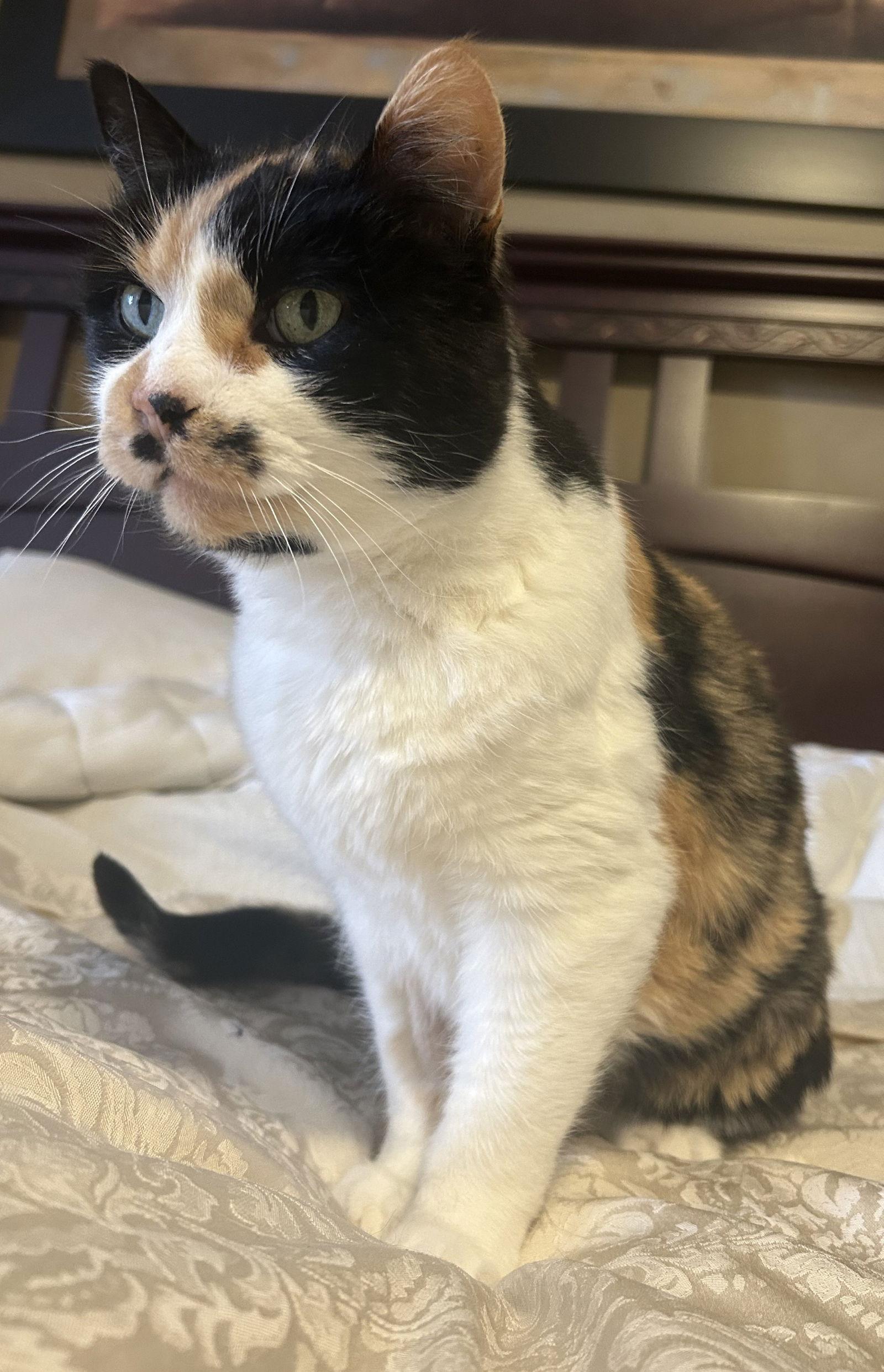 Enlarge Destiny, a Adoptable Domestic Short Hair in Orleans, ON image 3/3