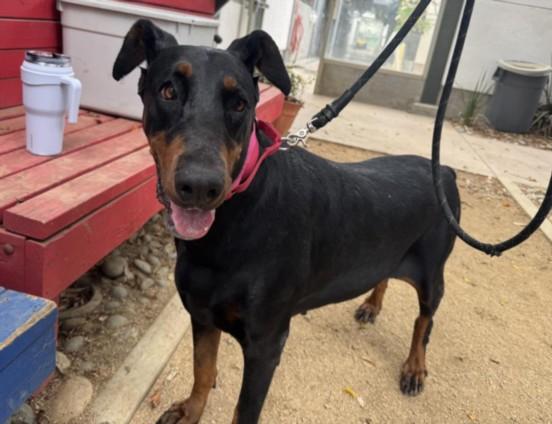 JOJO, Adoptable, Adult Female Doberman Pinscher & Mixed Breed.