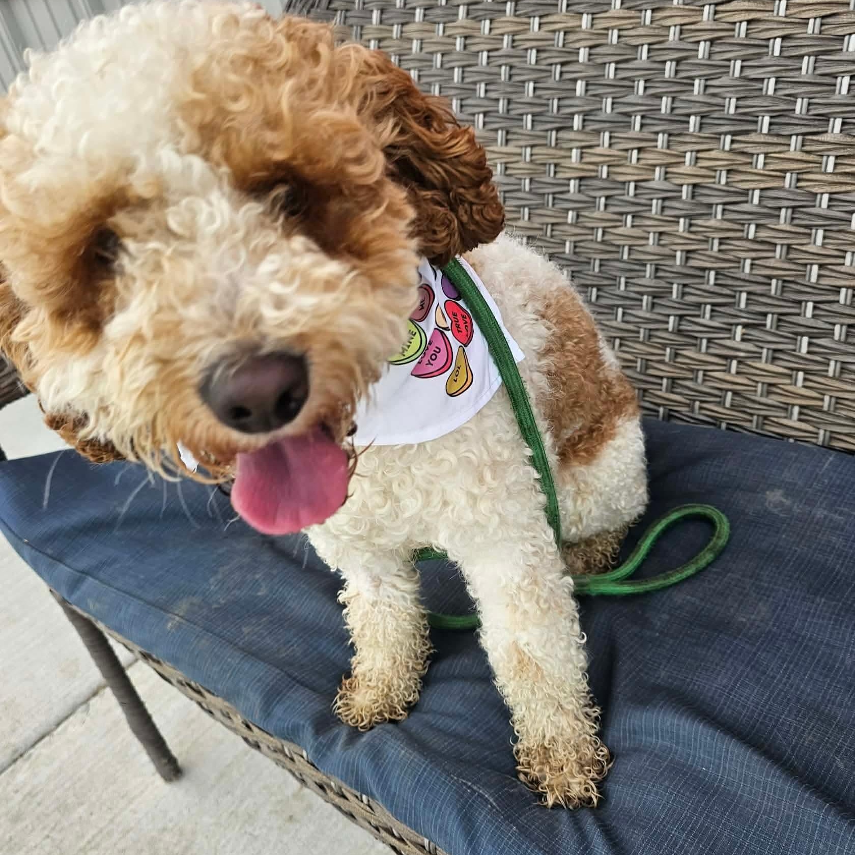 Enlarge Milo, an adopted Cockapoo in Minooka, IL image 2/2