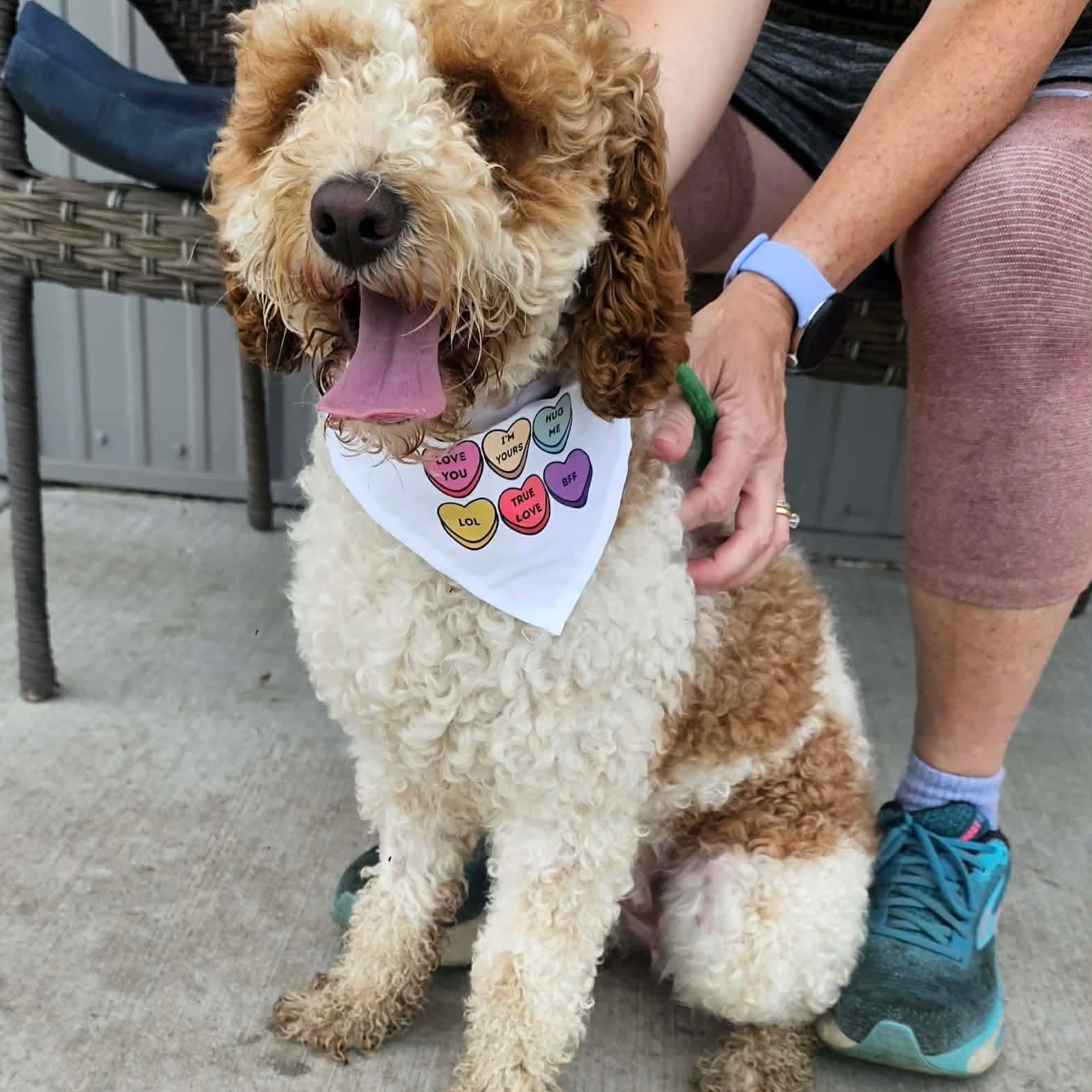 Enlarge Milo, an adopted Cockapoo in Minooka, IL image 1/2