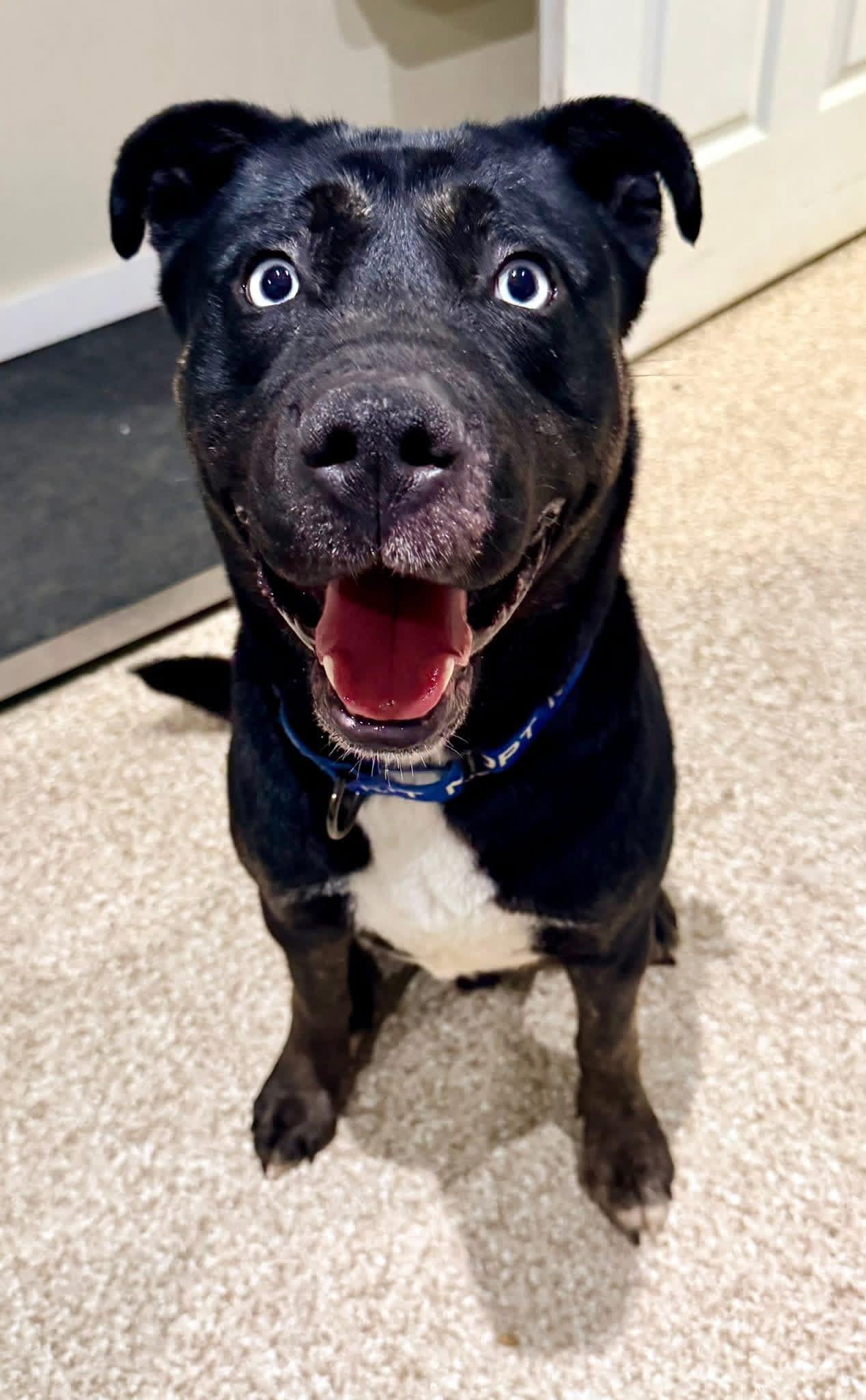Taz, Adoptable, Adult Male Siberian Husky & Pit Bull Terrier.