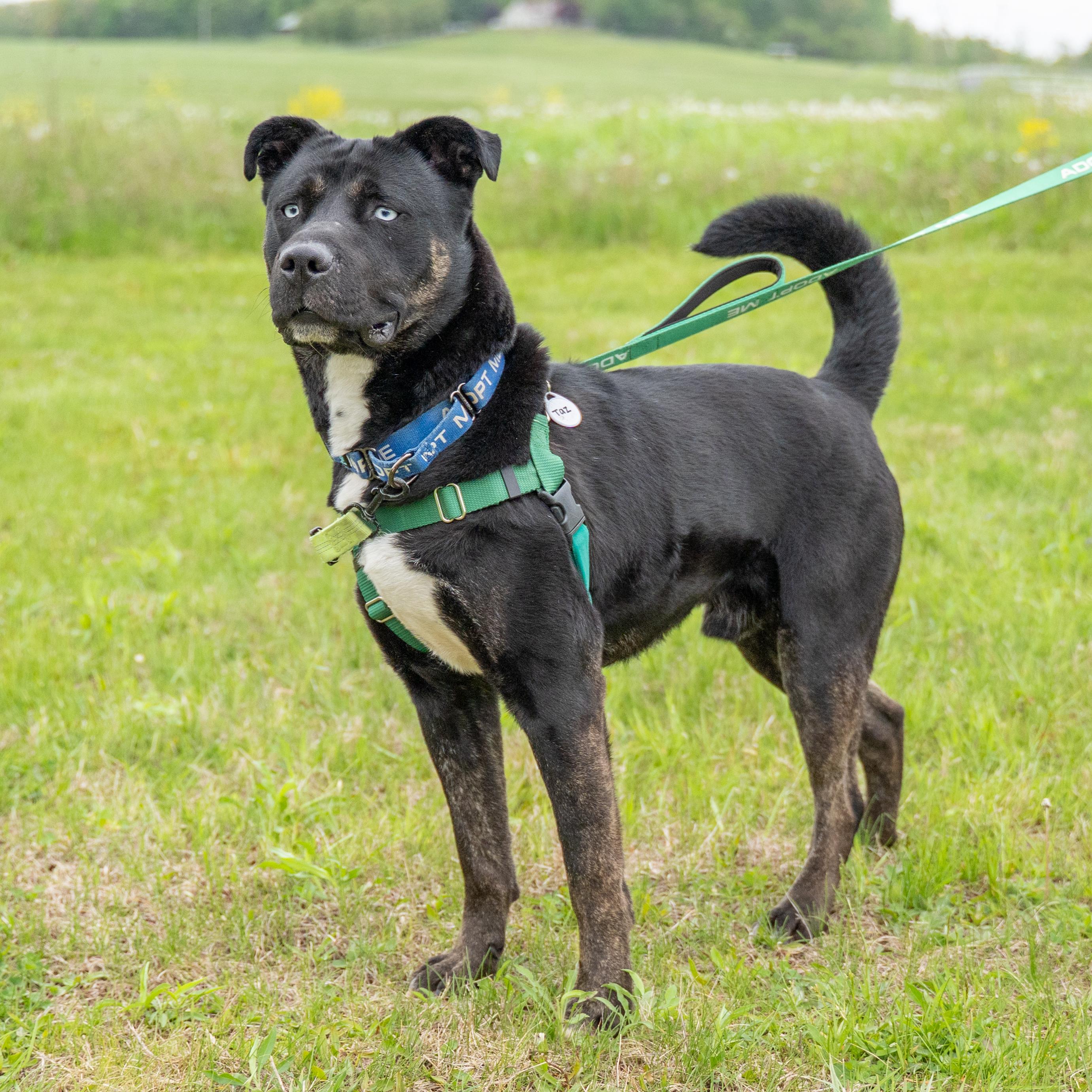 Enlarge Taz, a Adoptable mixed breed in Dillsburg, PA image 2/6