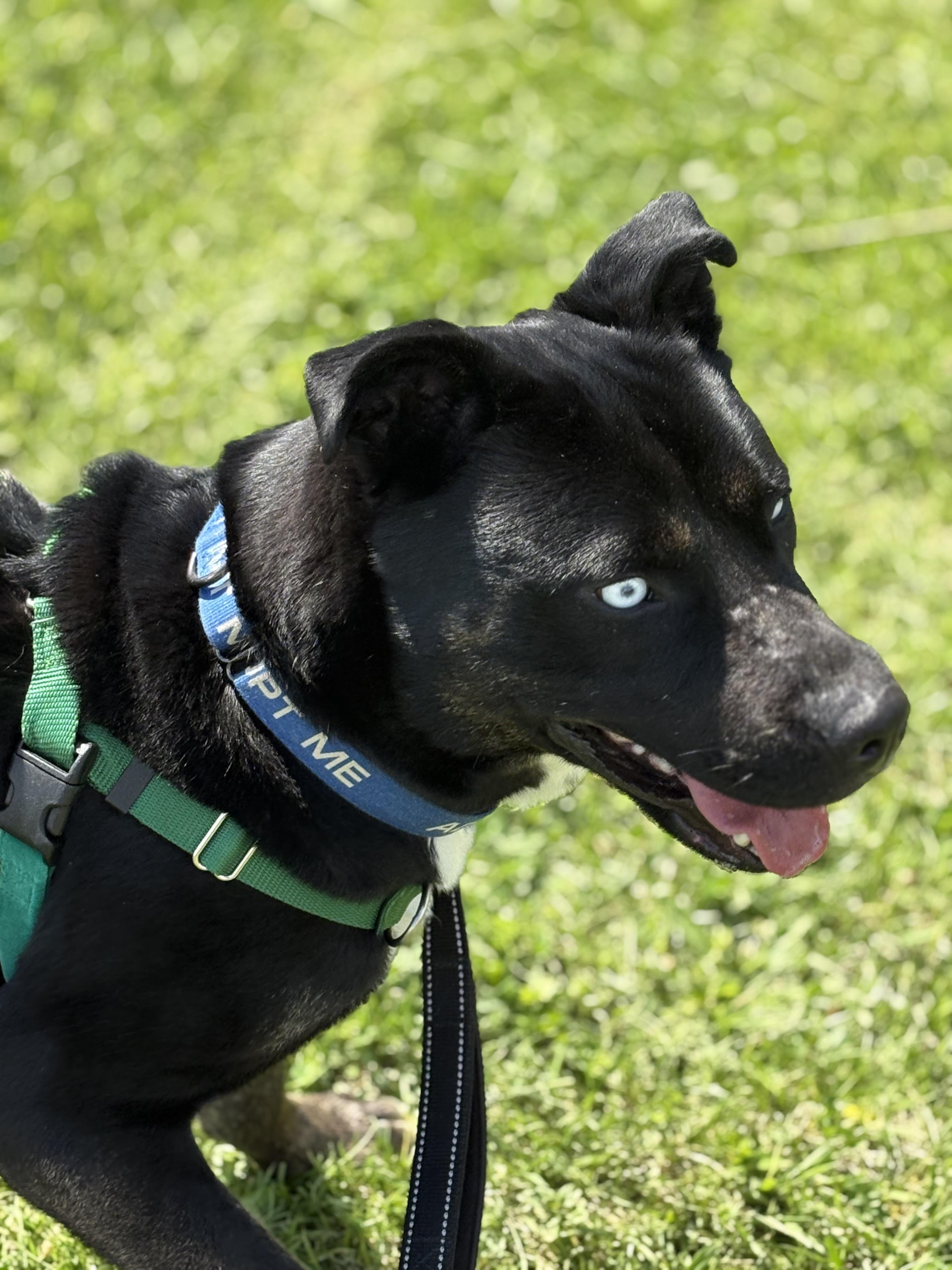 Enlarge Taz, a Adoptable mixed breed in Dillsburg, PA image 1/6