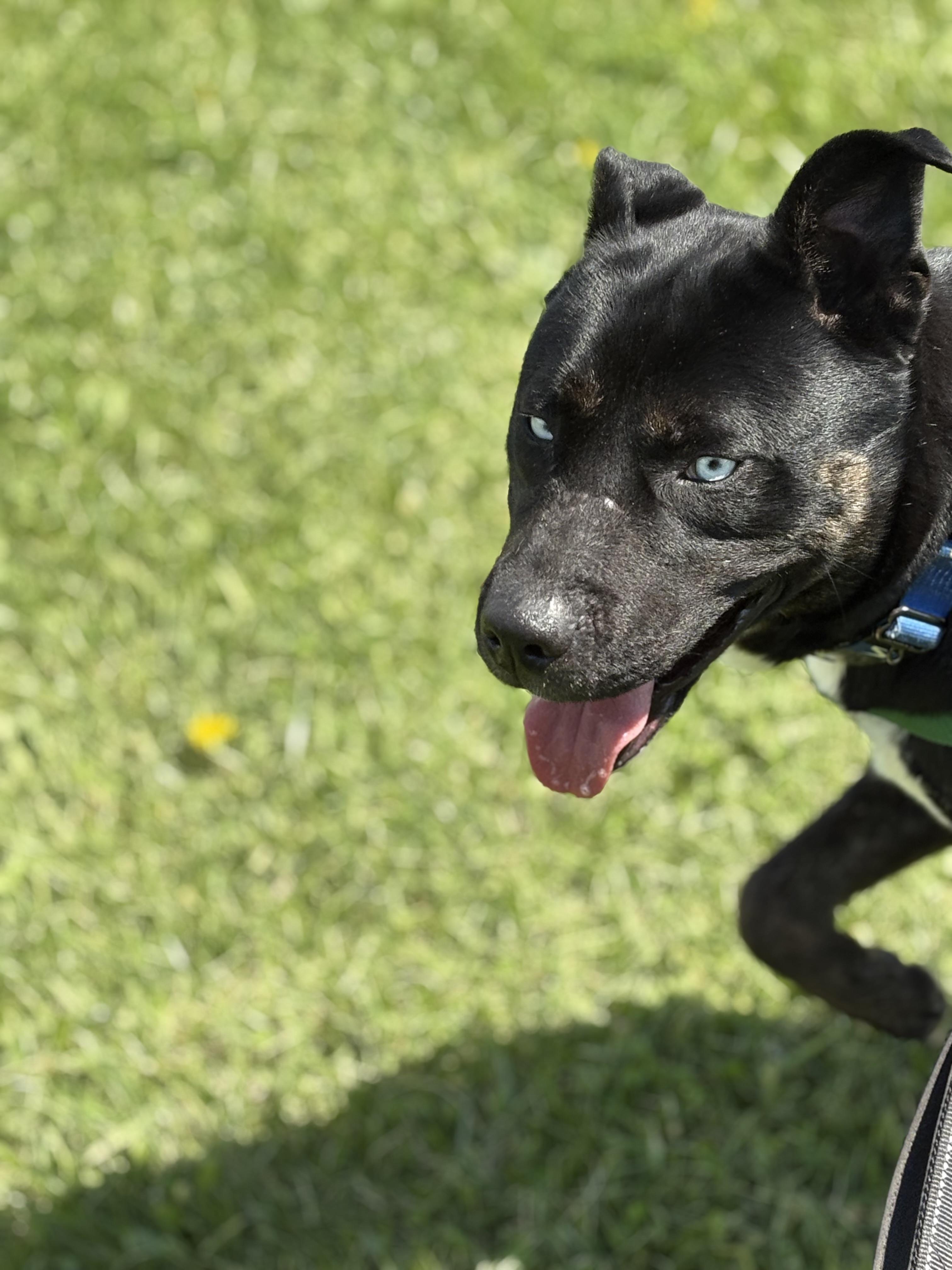 Enlarge Taz, a Adoptable mixed breed in Dillsburg, PA image 3/6