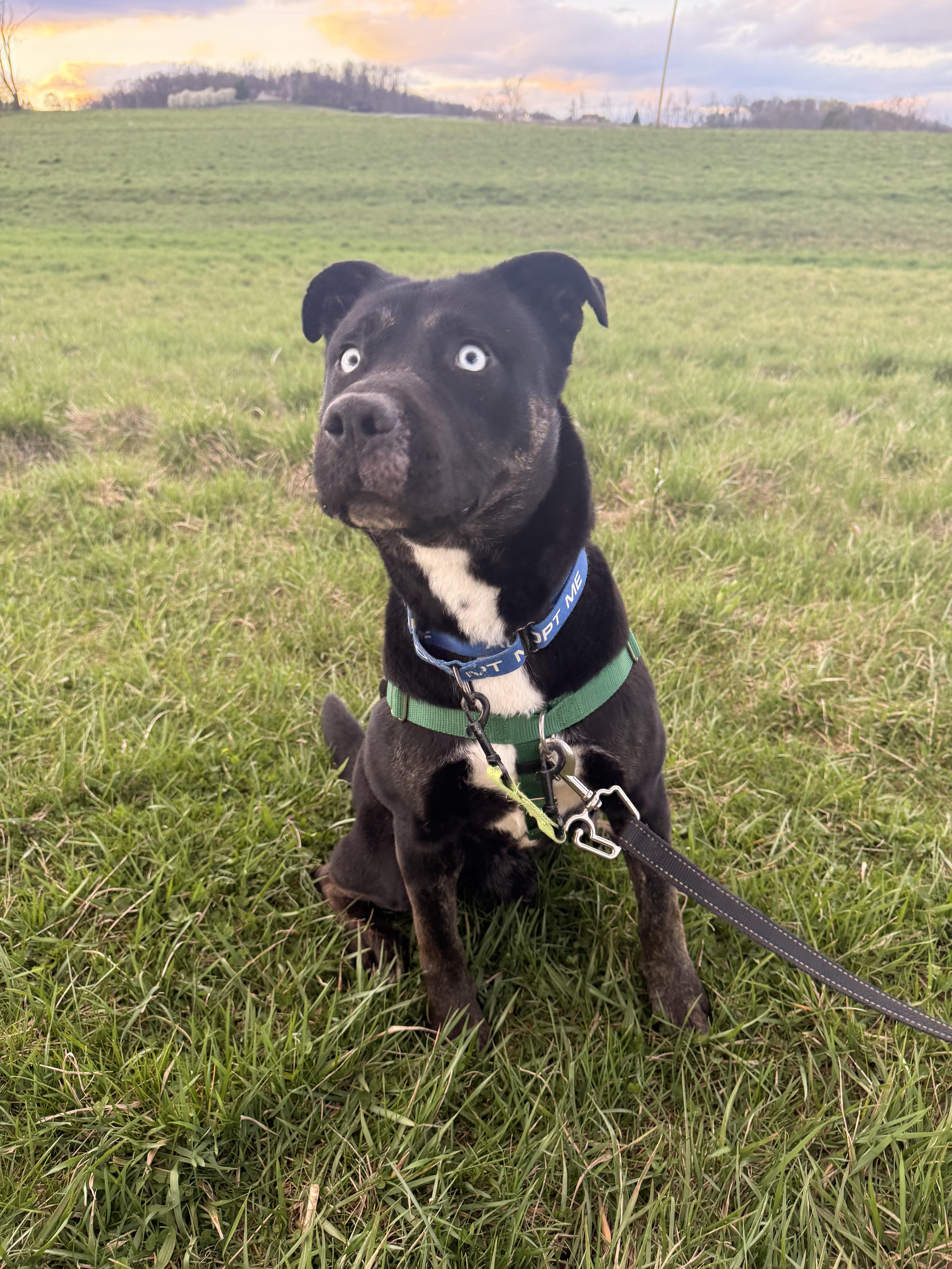 Enlarge Taz, a Adoptable mixed breed in Dillsburg, PA image 4/6