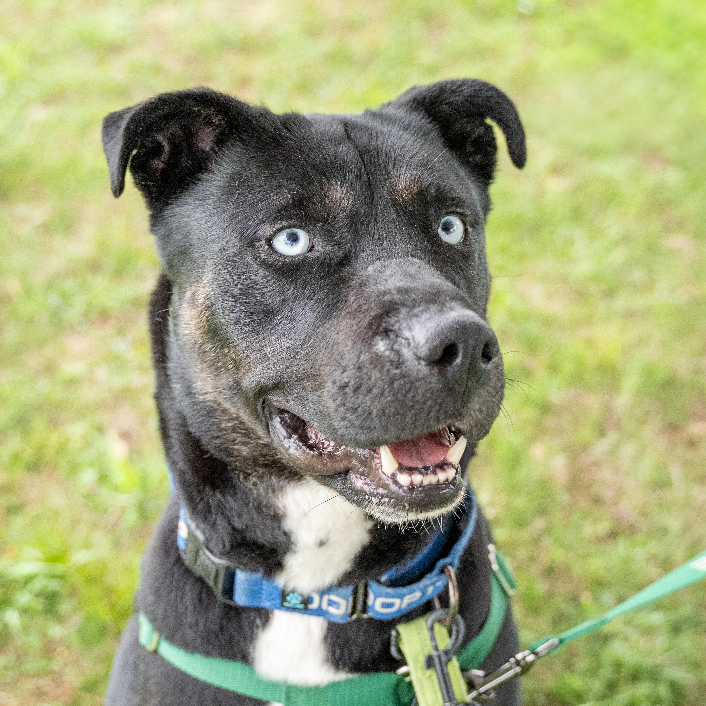Enlarge Taz, a Adoptable mixed breed in Dillsburg, PA image 5/6