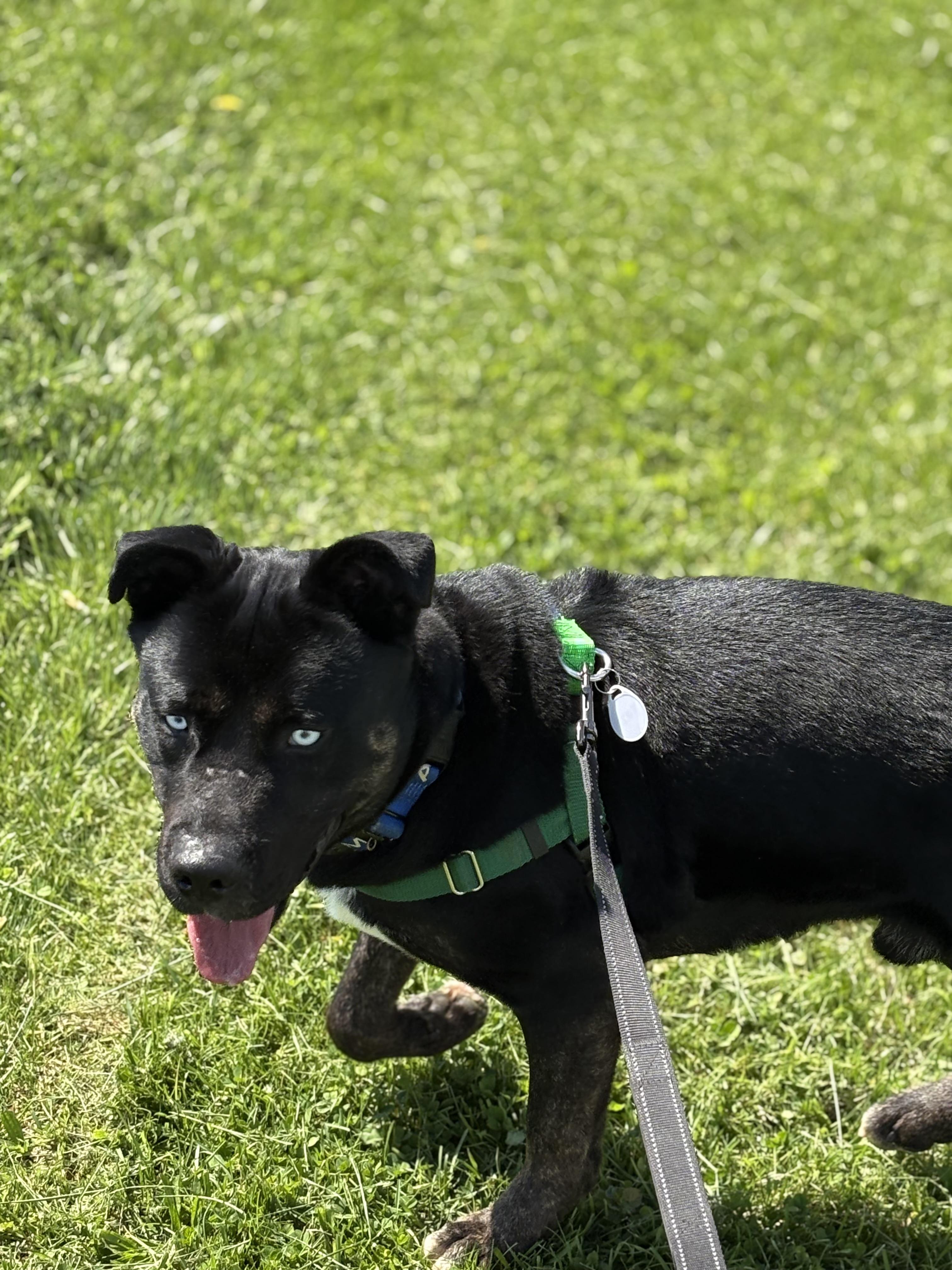 Enlarge Taz, a Adoptable mixed breed in Dillsburg, PA image 5/6