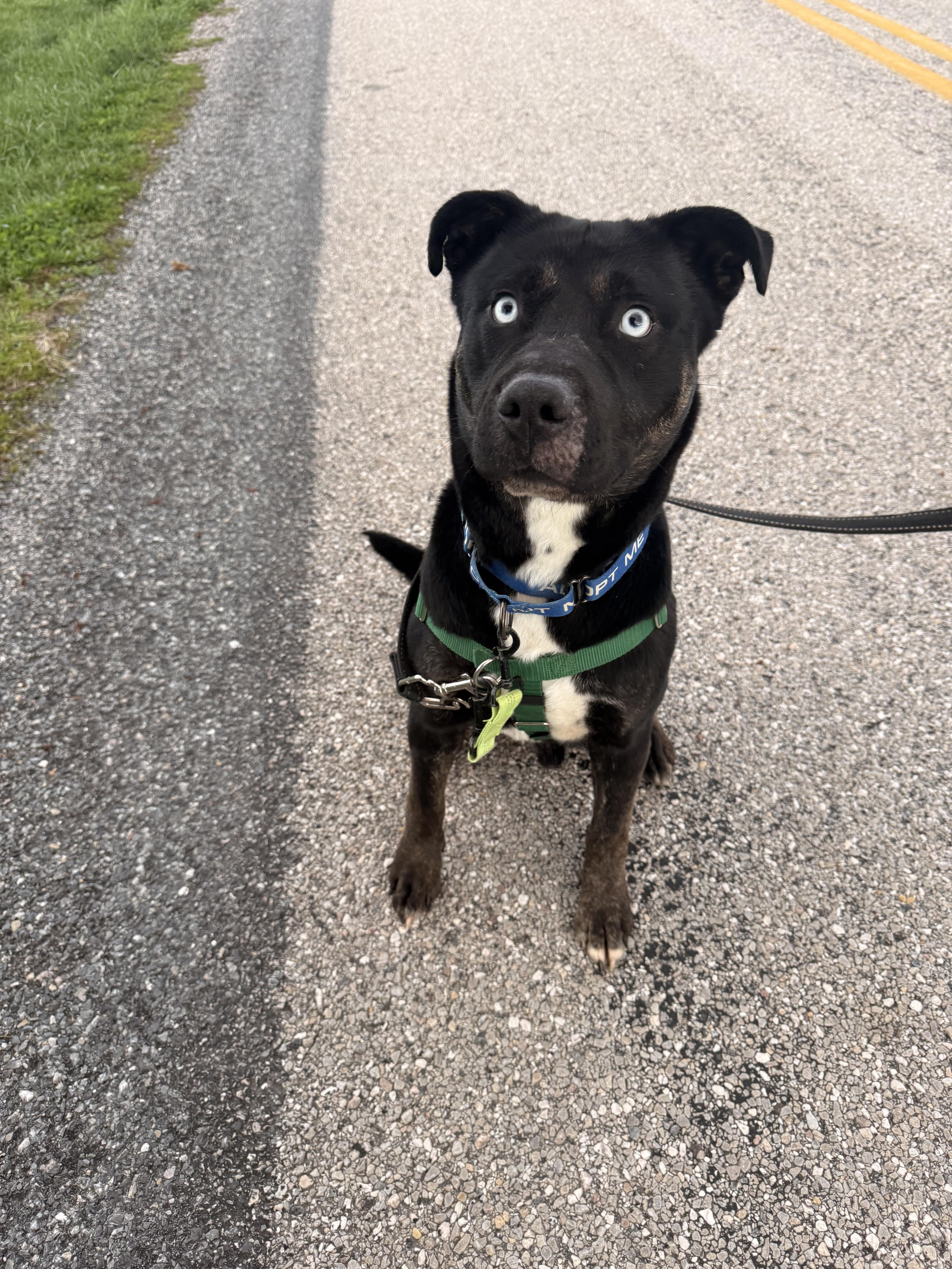 Enlarge Taz, a Adoptable mixed breed in Dillsburg, PA image 6/6