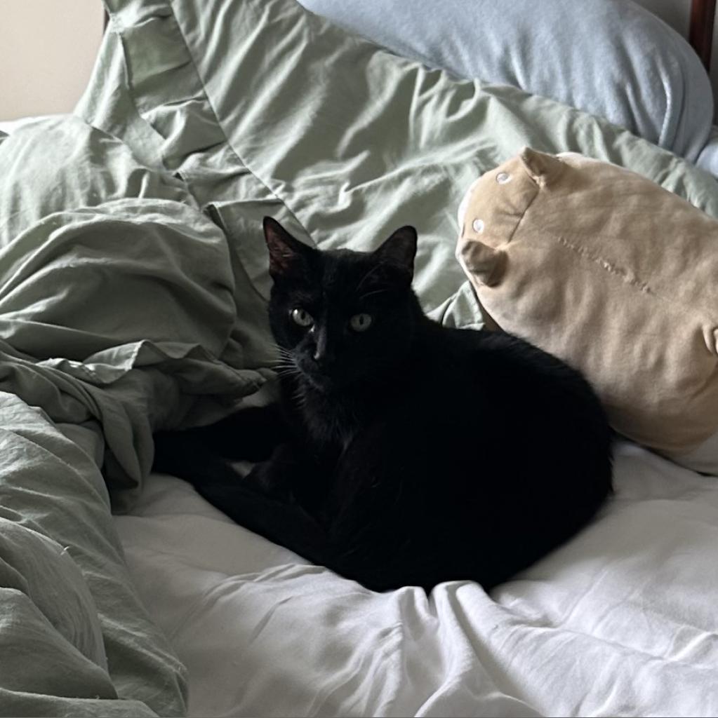 Figaro — thumbnail 2