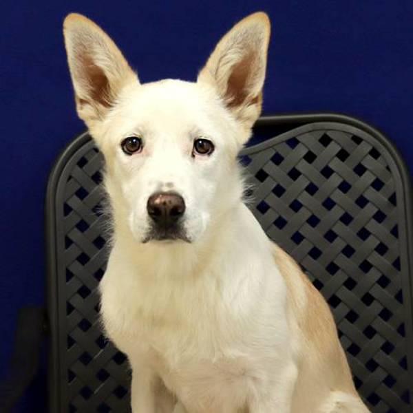 Enlarge Princess Jill, a Adoptable mixed breed in Fort Davis, TX image 3/6