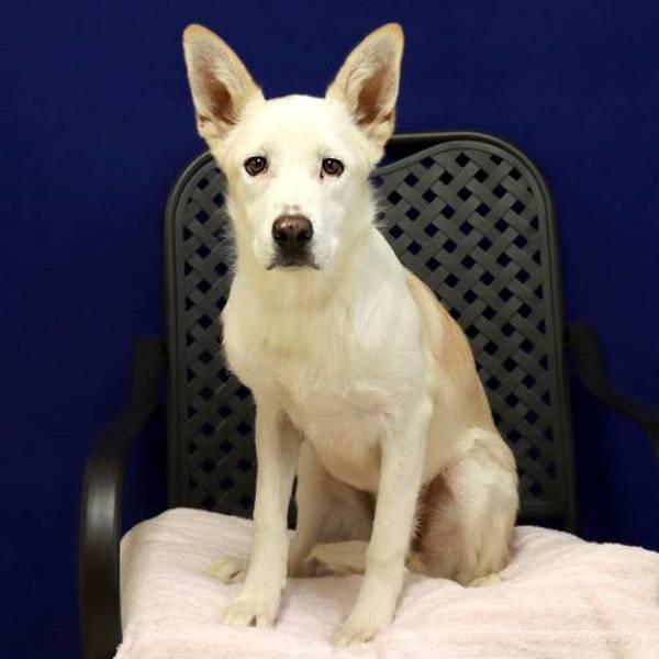 Enlarge Princess Jill, a Adoptable mixed breed in Fort Davis, TX image 5/6