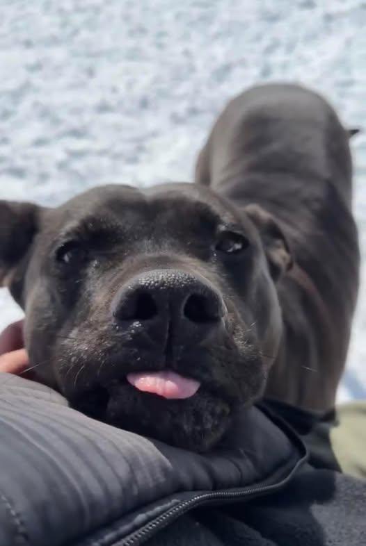Enlarge -PIPPIN in Maine, a ADOPTABLE mixed breed in Cumberland, ME image 6/6