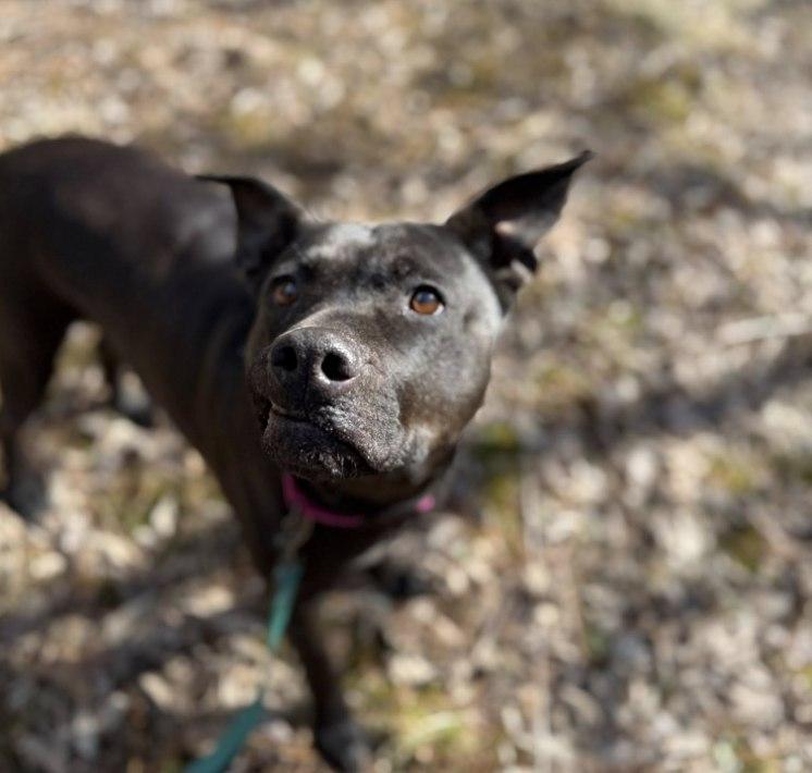 Enlarge -PIPPIN in Maine, a ADOPTABLE mixed breed in Cumberland, ME image 4/6