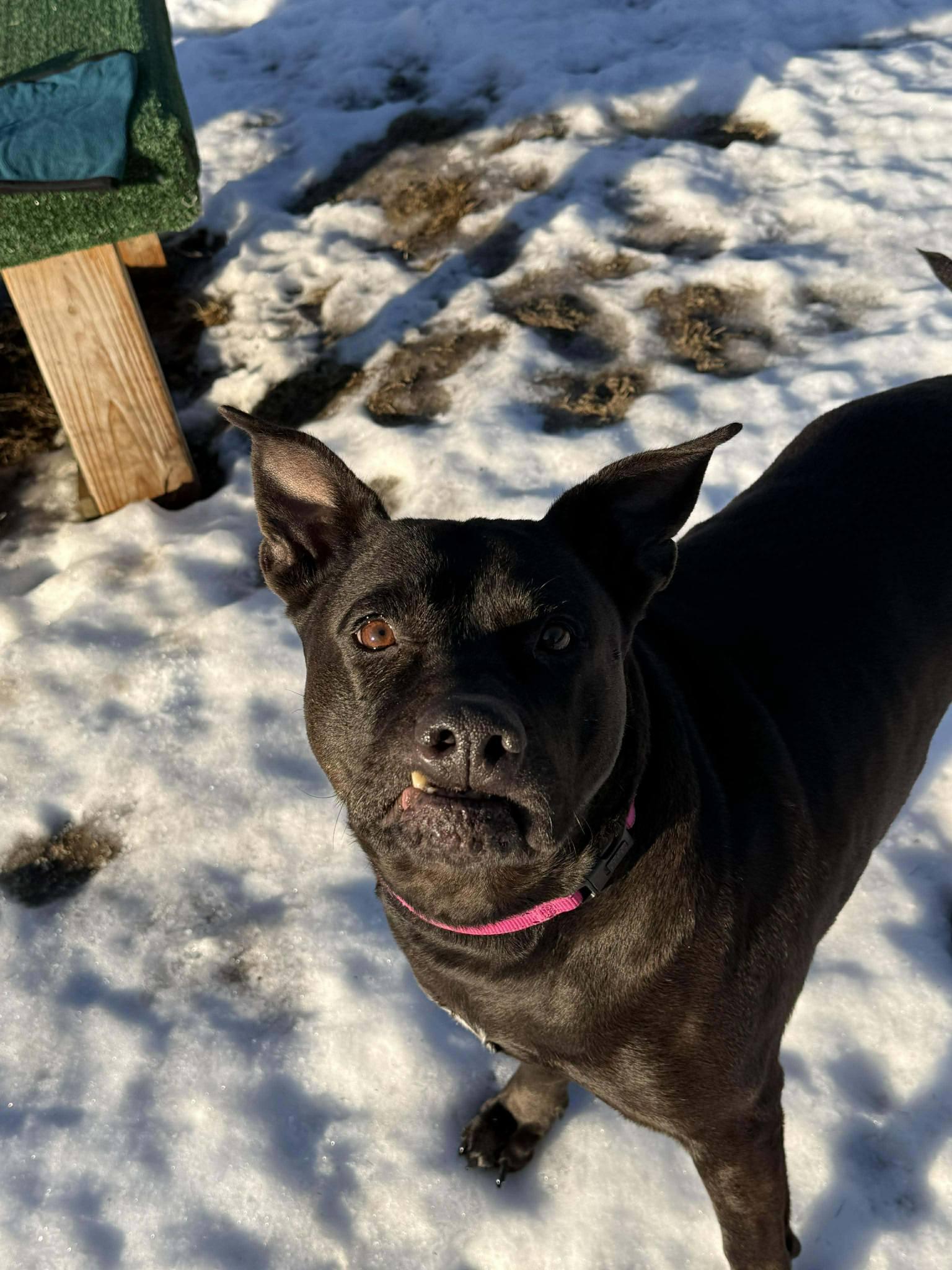 Enlarge -PIPPIN in Maine, a ADOPTABLE mixed breed in Cumberland, ME image 1/6