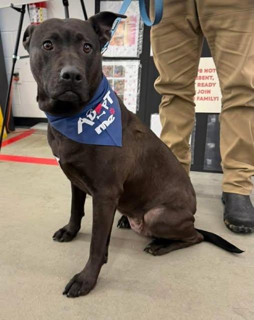 Enlarge -PIPPIN in Maine, a ADOPTABLE mixed breed in Cumberland, ME image 2/6