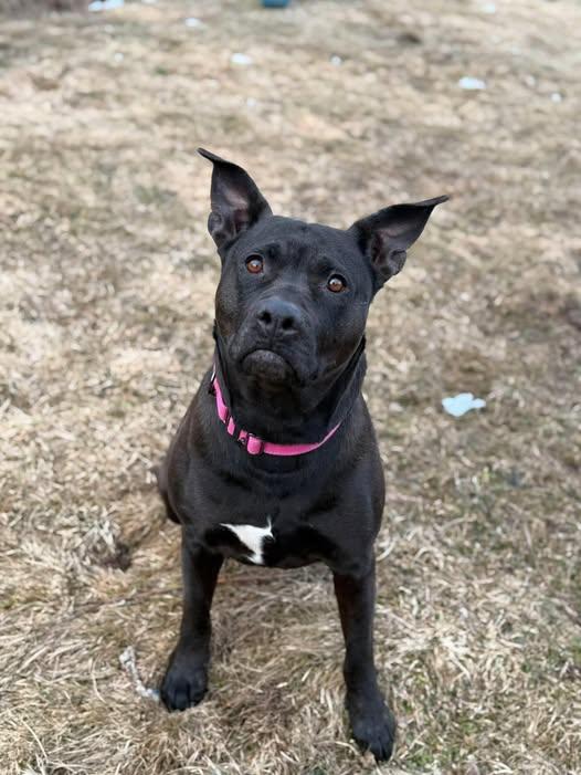 Enlarge -PIPPIN in Maine, a ADOPTABLE mixed breed in Cumberland, ME image 3/6