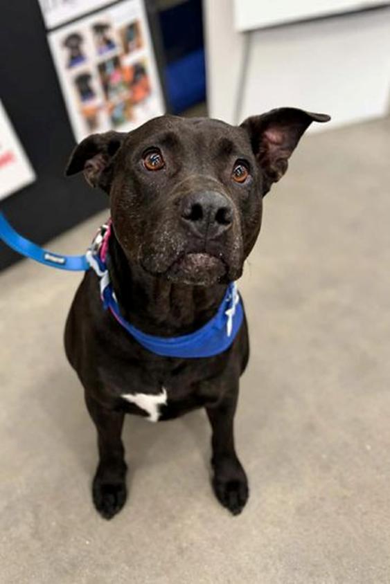 Enlarge -PIPPIN in Maine, a ADOPTABLE mixed breed in Cumberland, ME image 5/6