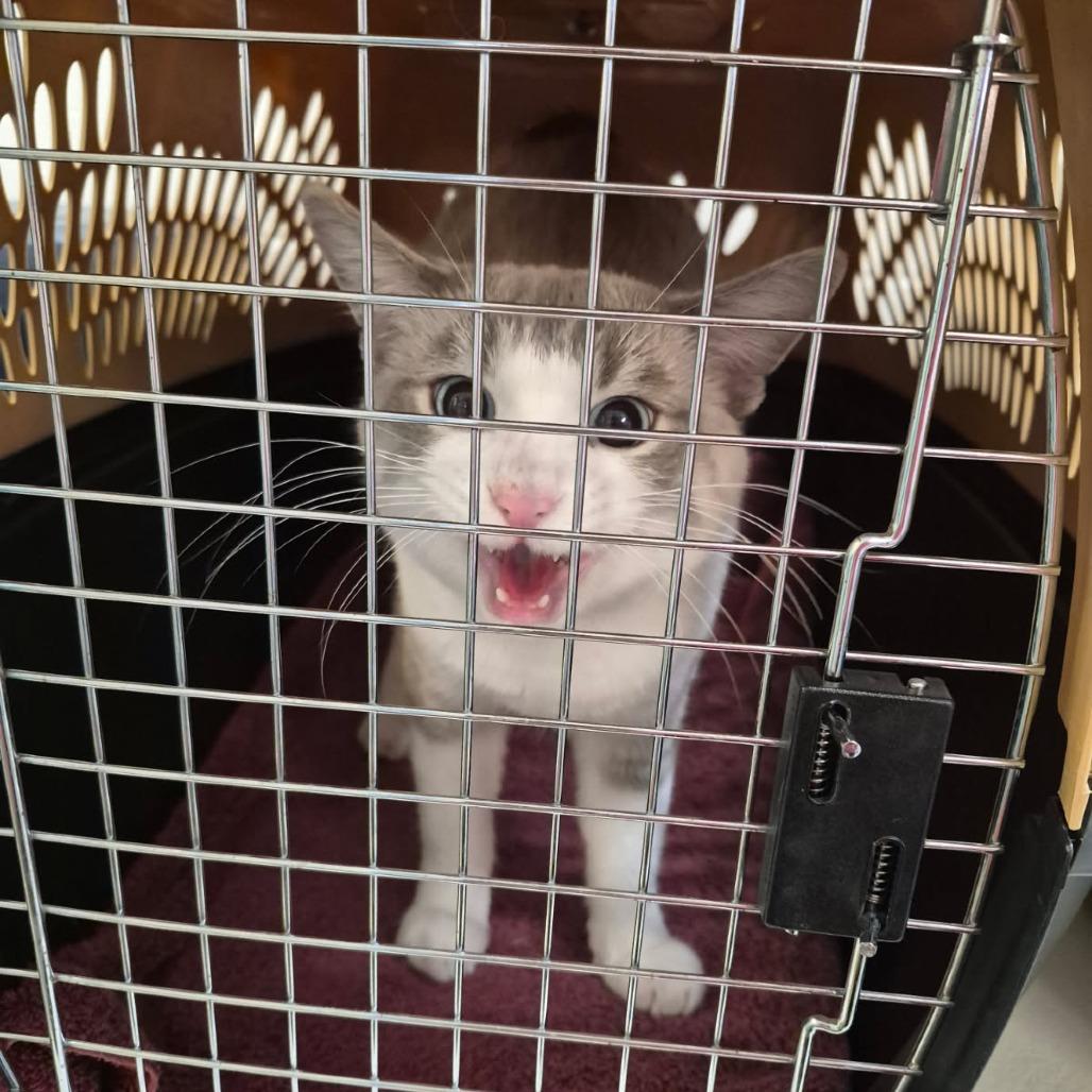 Enlarge Snowball, a Adoptable Siamese in Albert Lea, MN image 1/6