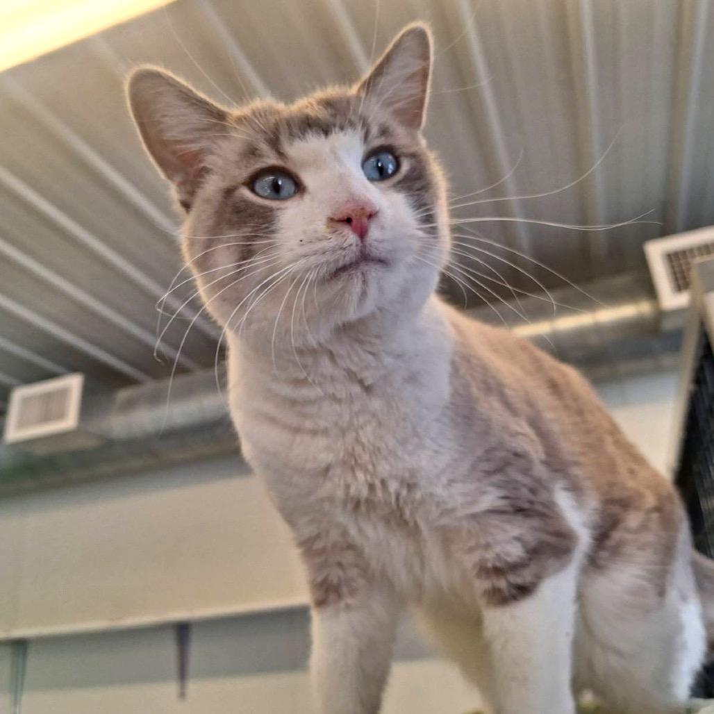 Enlarge Snowball, a Adoptable Siamese in Albert Lea, MN image 2/6