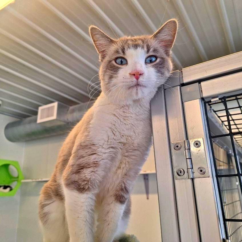 Enlarge Snowball, a Adoptable Siamese in Albert Lea, MN image 3/6