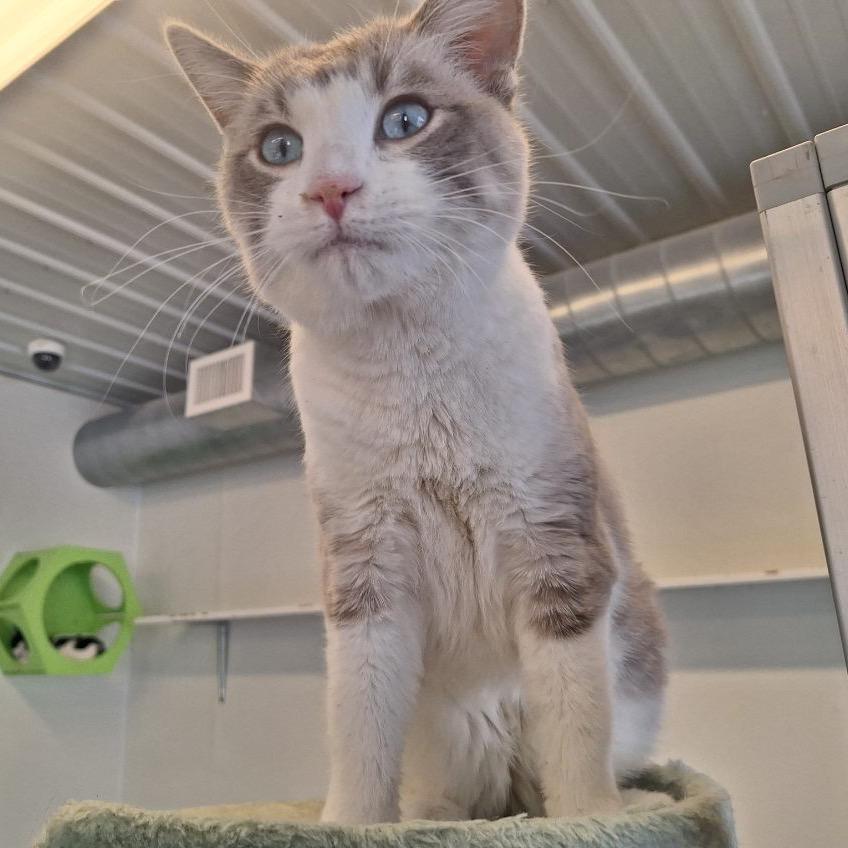 Enlarge Snowball, a Adoptable Siamese in Albert Lea, MN image 4/6