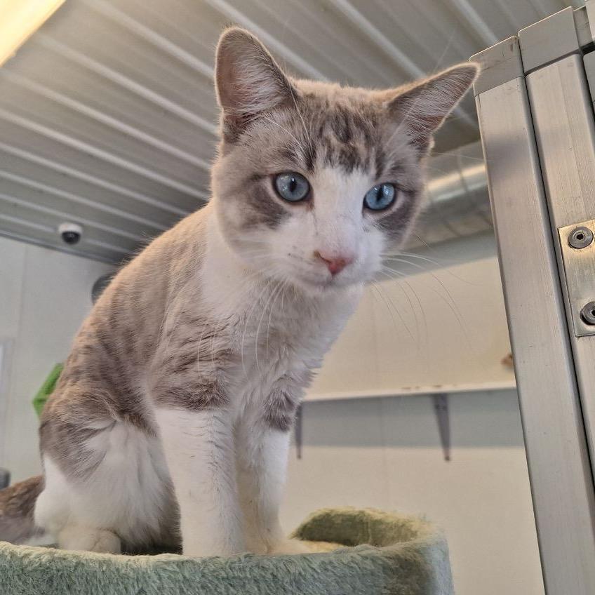Enlarge Snowball, a Adoptable Siamese in Albert Lea, MN image 5/6