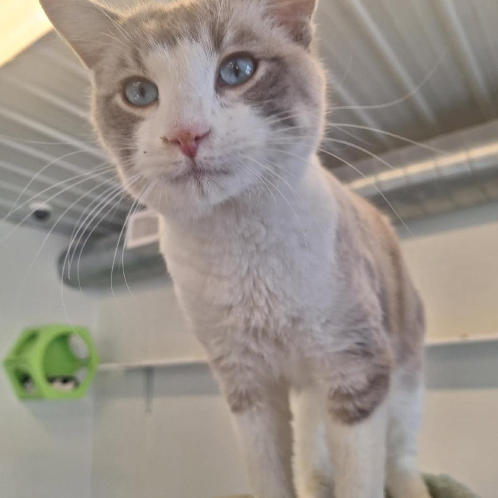 Enlarge Snowball, a Adoptable Siamese in Albert Lea, MN image 6/6