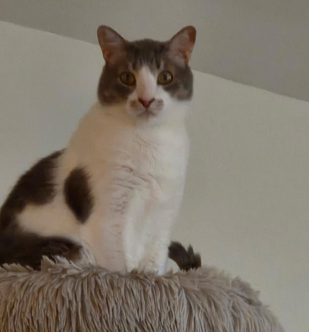 Lourde, Adoptable, Adult Male Domestic Short Hair.