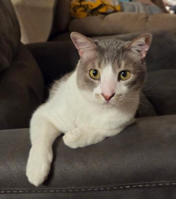 Lourde, Adult Male Domestic Short Hair