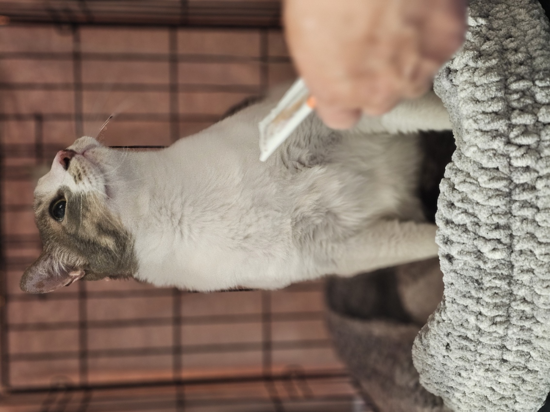 Lourde, a Adoptable Domestic Short Hair in Philadelphia, PA image 4/6