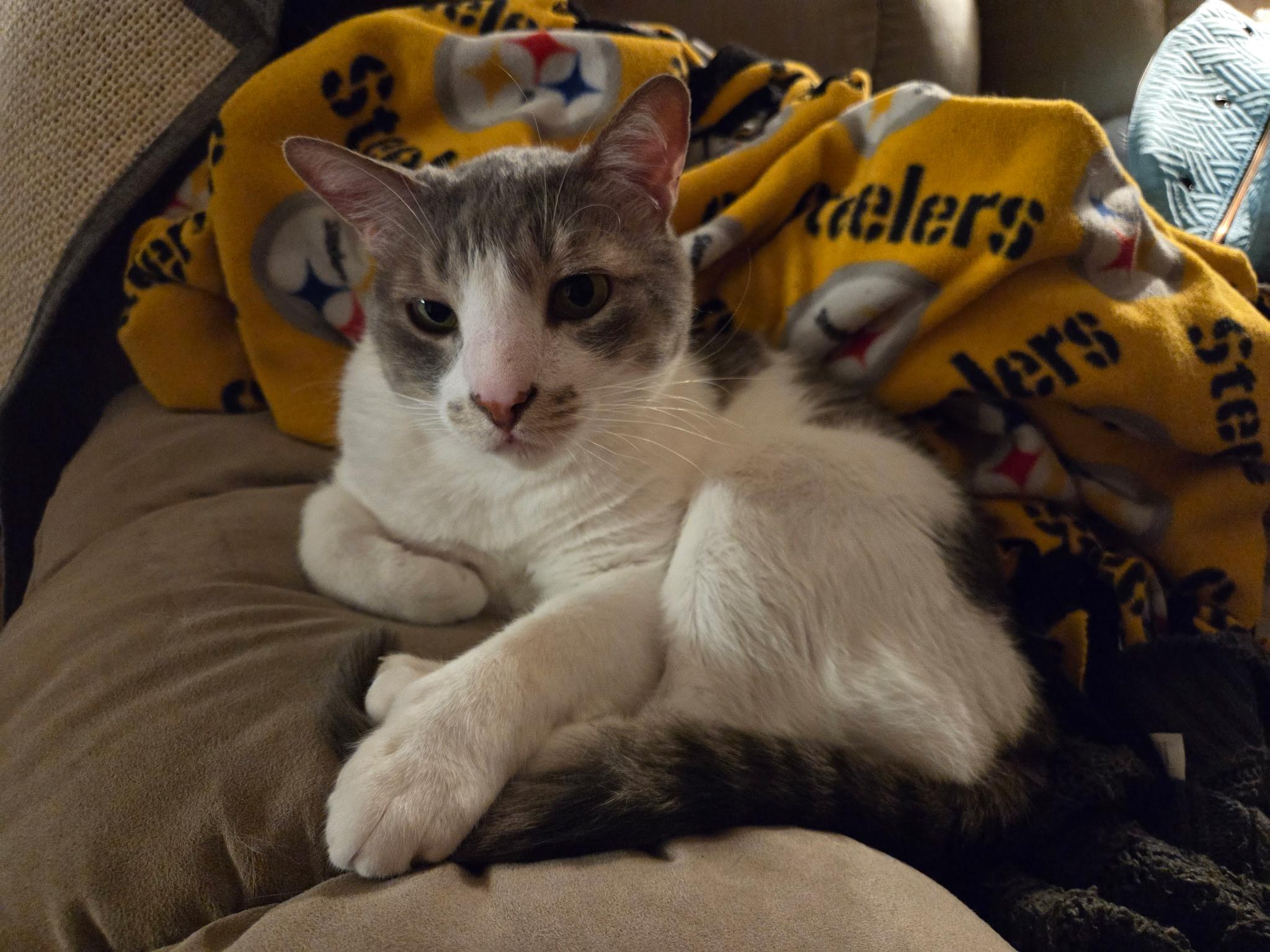 Lourde, Adoptable, Adult Male Domestic Short Hair.
