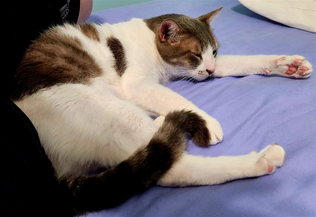 Lourde, a Adoptable Domestic Short Hair in Philadelphia, PA image 5/6